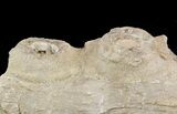 Tylosaurus Jaw Section - Smoky Hill Chalk, Kansas #49859-2